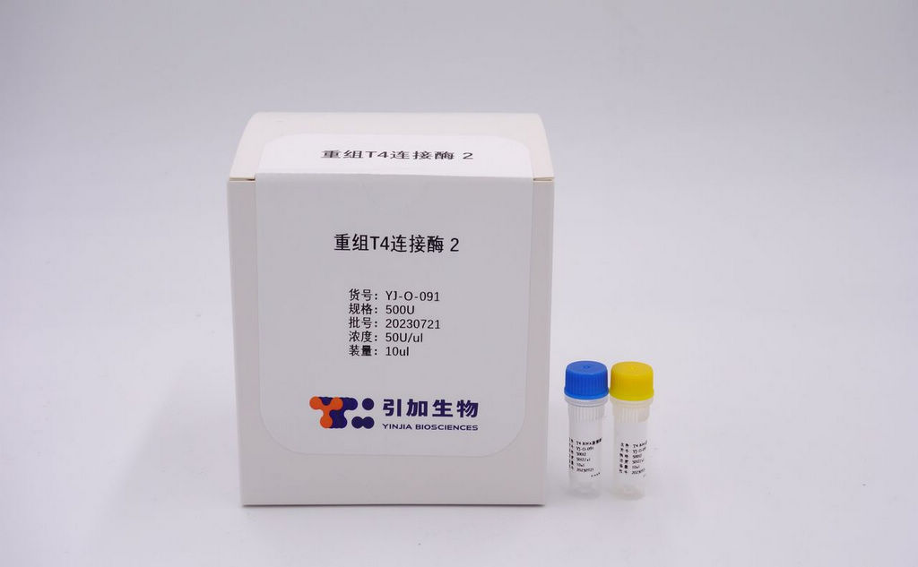 重組T4 RNA 連接酶2